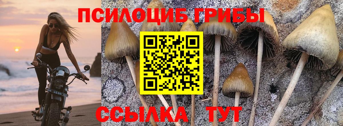 Холмск  Псилоцибиновые грибы Cubensis  купить закладку  Галлюциногенные грибы Cubensis  Вход с VPN 